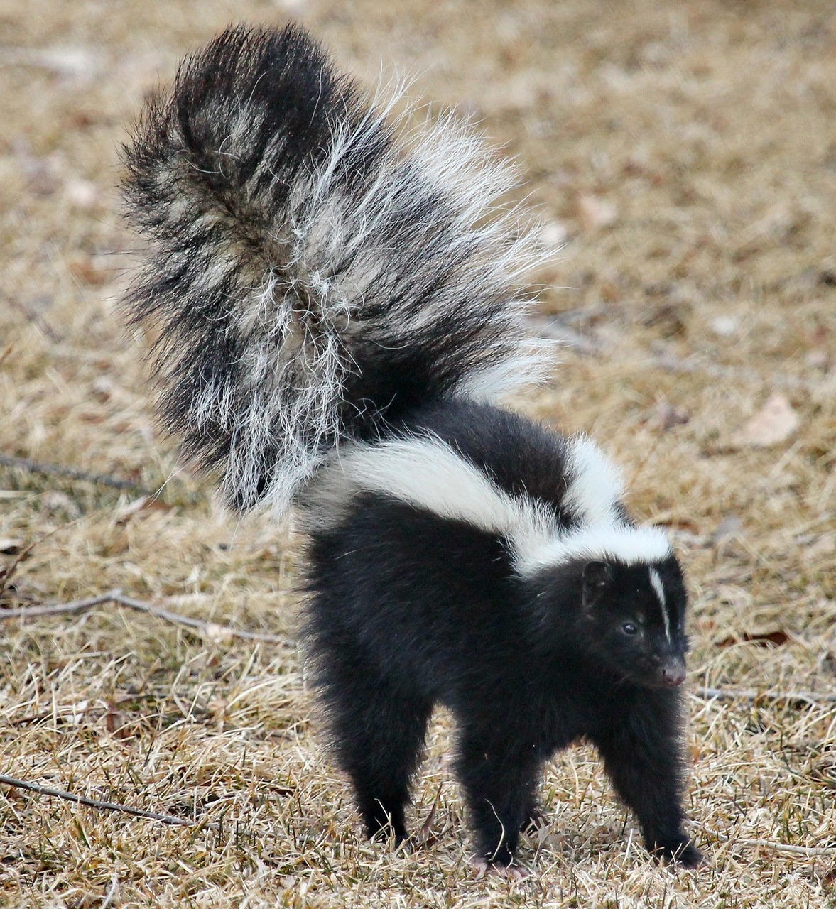 Skunks The Pest That Sprays Wenonah, N.J. Home Inspections